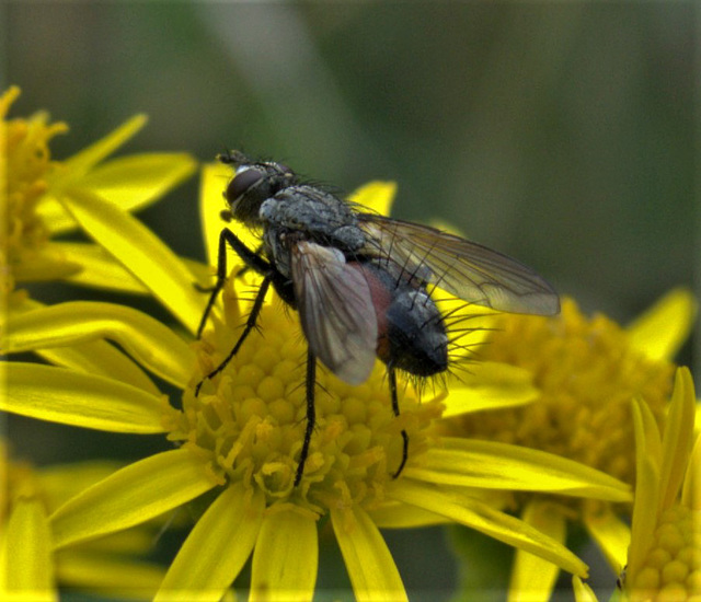 Spikey Fly!!