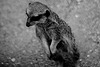 Tierpark Straubing