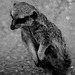 Tierpark Straubing