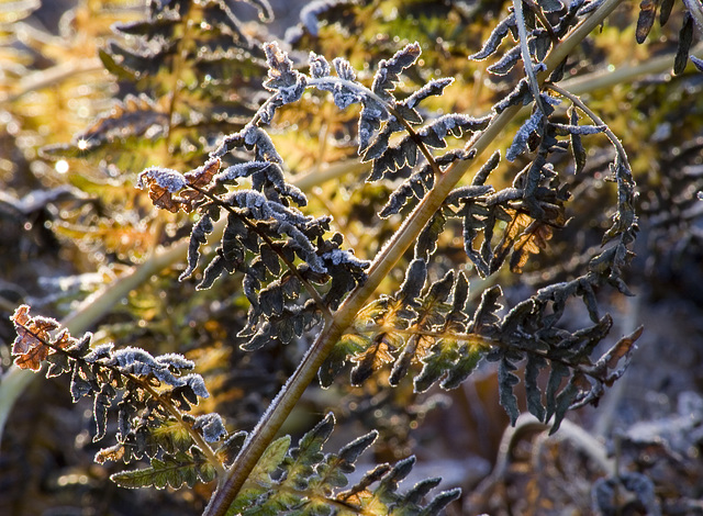 Frosty leaves and yellow light