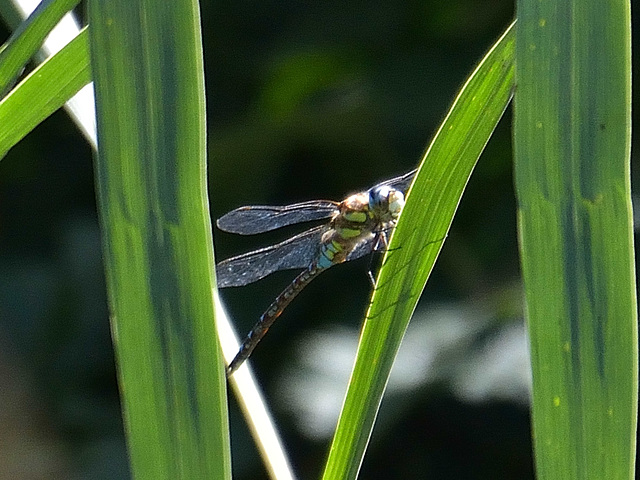 Migrant Hawker m (Aeshna mixta) DSB 1719