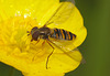 IMG 7879Hoverfly