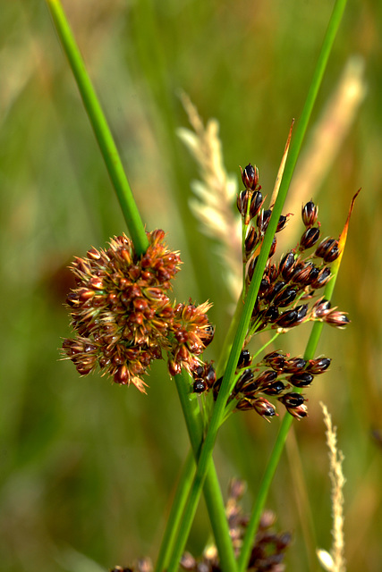 Grasses. Detail