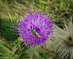 Nature's amazing paint brush