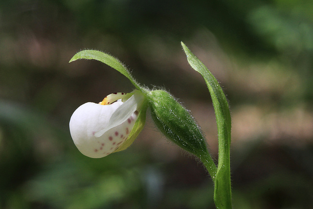 Cypripedium passerinum