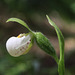 Cypripedium passerinum