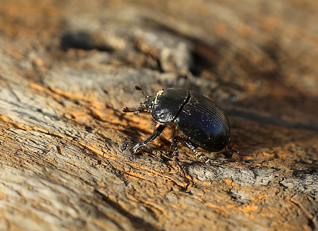 Typhaeus typhoeus Typhaeus typhoeus
