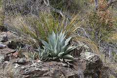 Agave and Nolina