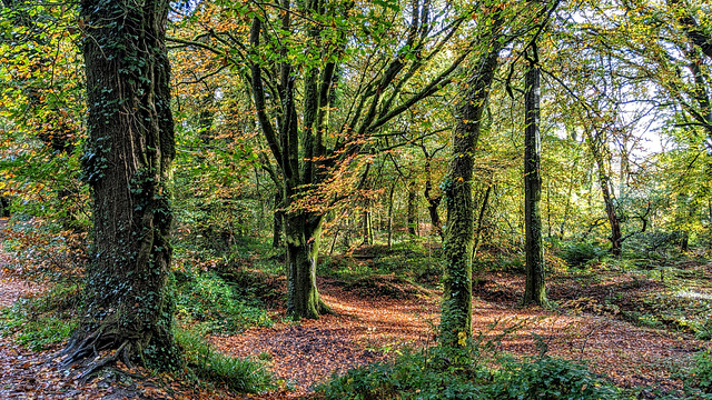 Draynes Wood Redgate Cornwall