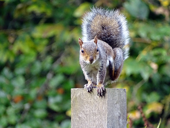 Inquisitive Squirrel