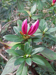 Azalea flower buds