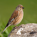 Linnet