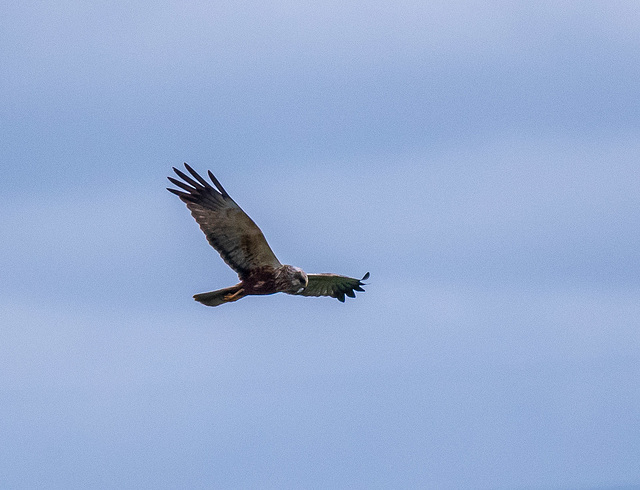 Marsh harrier