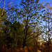 Autumn Tree Along the Trail