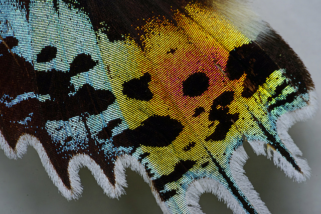 Urania madagascariensis underwing