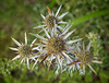 Sea Holly (Eryngium)