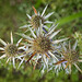 Sea Holly (Eryngium)