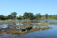 Botswana, Crocodile in the Chobe River Wetlands