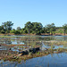 Botswana, Crocodile in the Chobe River Wetlands