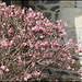 Viburnum bodnantense 'Dawn'