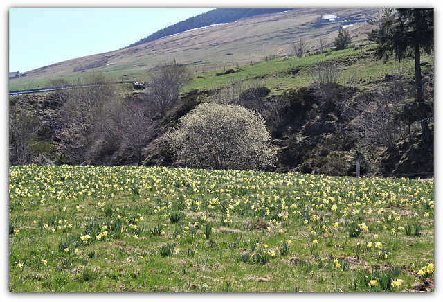 Le temps des Jonquilles (13)