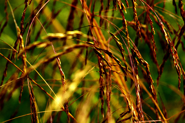 Grasses. Late Summer Sun