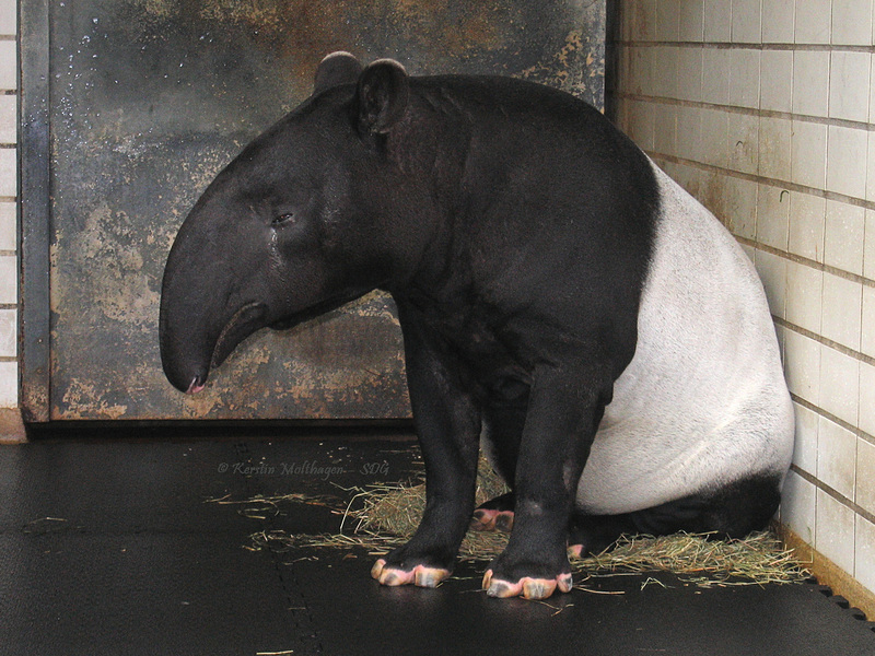 Tapir - 2008 (Wilhelma)