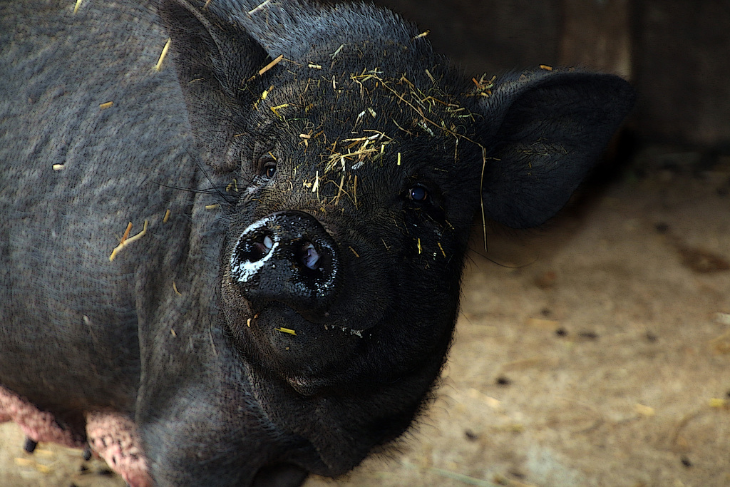 Proverbe Québécois : Fais du bien à un cochon , et il viendra chier sur ton perron .