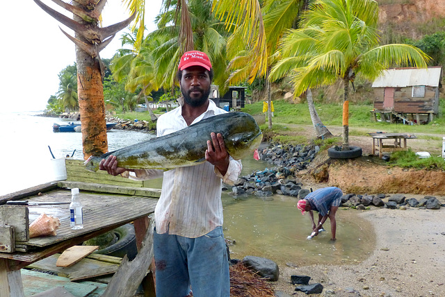 Mahi-Mahi