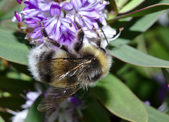 Bumble bee IMG_5872