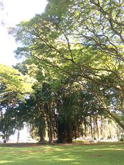 Liliuokalani Gardens