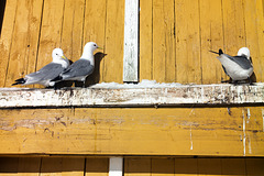 Lofoten, Nusfjord, Trio