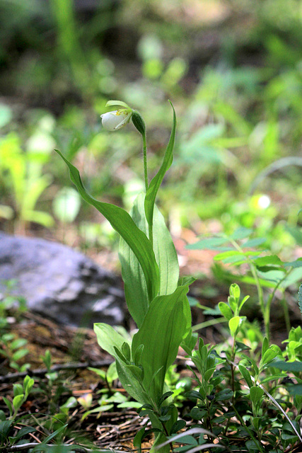 Cypripedium passerinum