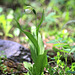 Cypripedium passerinum