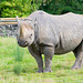 Black rhino5