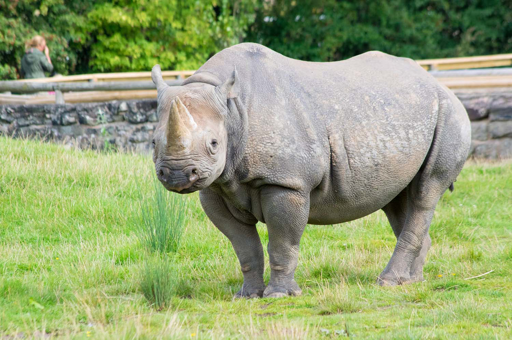 Black rhino5