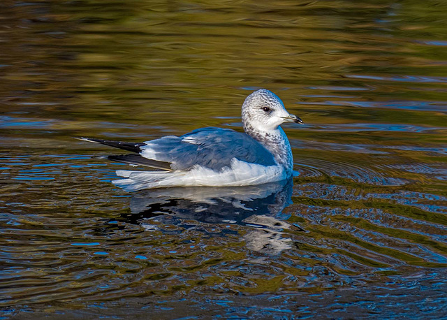 Seagull 2