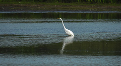 20200901 9647CPw [D~PB] Silberreiher, Delbrück