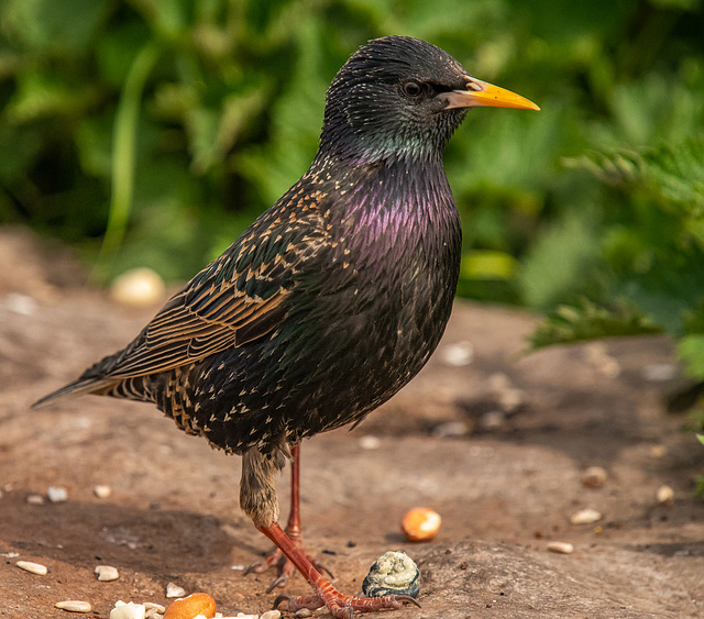 Starling