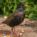 Starling