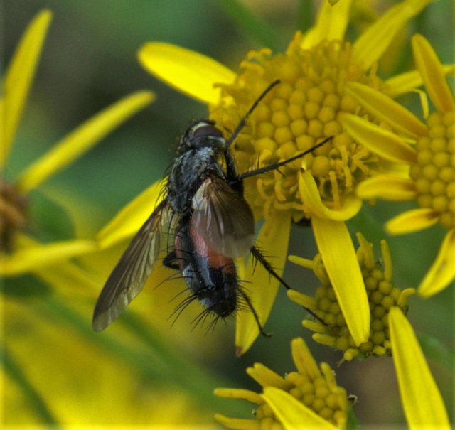 Spikey Fly!!