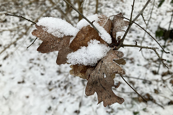 Mit Schneehäubchen obendrauf