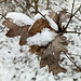 Mit Schneehäubchen obendrauf