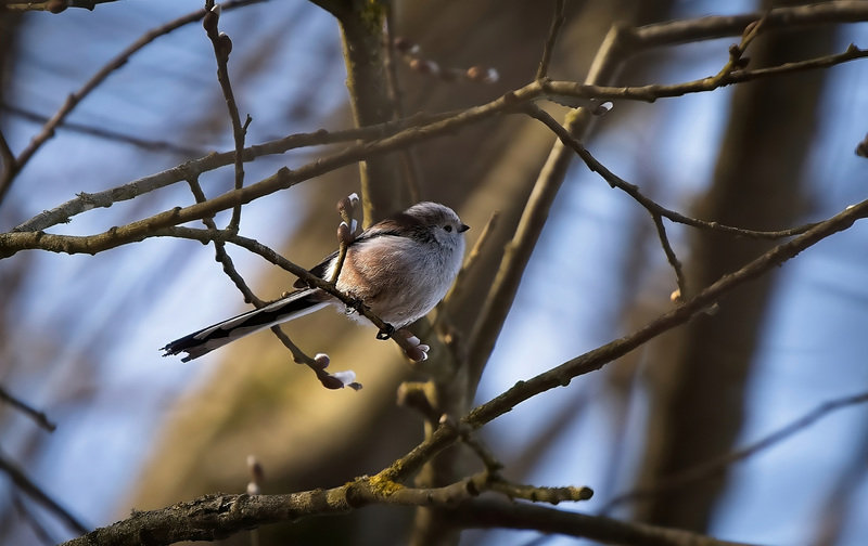 Die Schwanzmeise (Aegithalos caudatus) zwischen den Ästen entdeckt :))  The long-tailed tit (Aegithalos caudatus) spotted between the branches :))  La mésange à longue queue (Aegithalos caudatus) repérée entre les branches :))