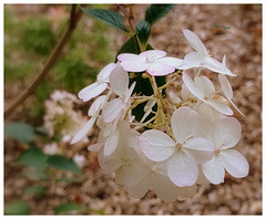 Hortensia Paniculé ............Bon mardi mes ami(e)s❤️