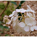 Hortensia Paniculé ............Bon mardi mes ami(e)s❤️