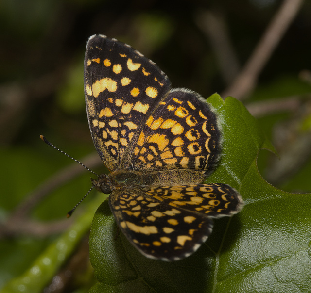 IMG 2157 Butterfly