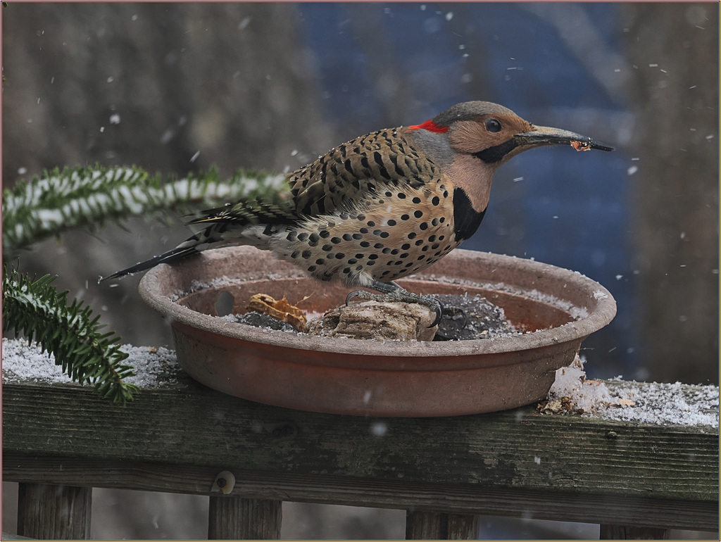 Flicker