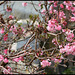 IMG 4946Viburnum bodnantense 'Dawn'