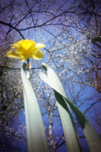 Spring Pinhole #1